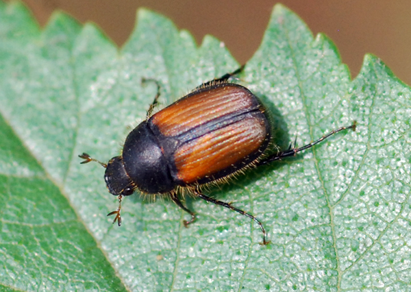 Melolonthidae: Omaloplia ruricola nicolasi